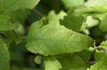 Mullein foxglove